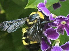 Bombus sonorus