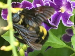 Bombus sonorus