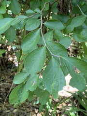 Vaccinium arboreum image