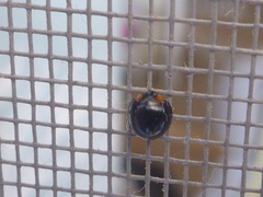 Parexochomus nigromaculatus