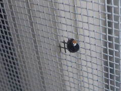 Parexochomus nigromaculatus