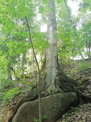 Brosimum alicastrum