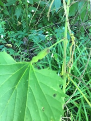 Neolasioptera vitinea