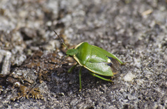 Chlorochroa juniperina