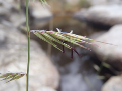 Bouteloua radicosa