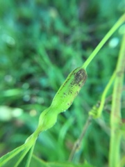 Neolasioptera vitinea