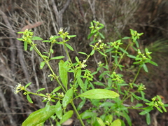 Monotaxis macrophylla