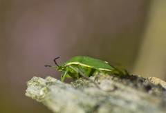 Chlorochroa juniperina