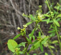 Monotaxis macrophylla