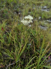 Melanthieae