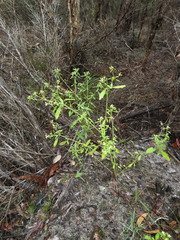 Monotaxis macrophylla