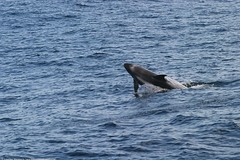 Lagenorhynchus albirostris