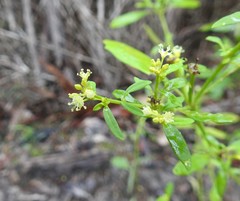 Monotaxis macrophylla