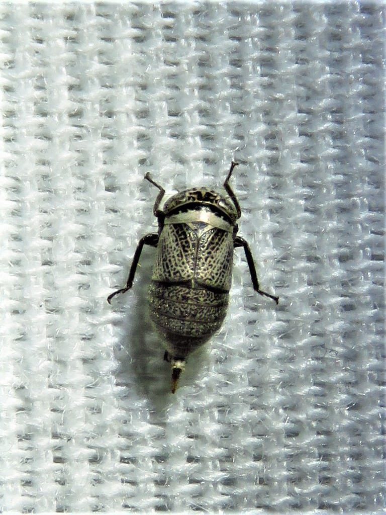 Driotura robusta