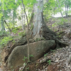Brosimum alicastrum