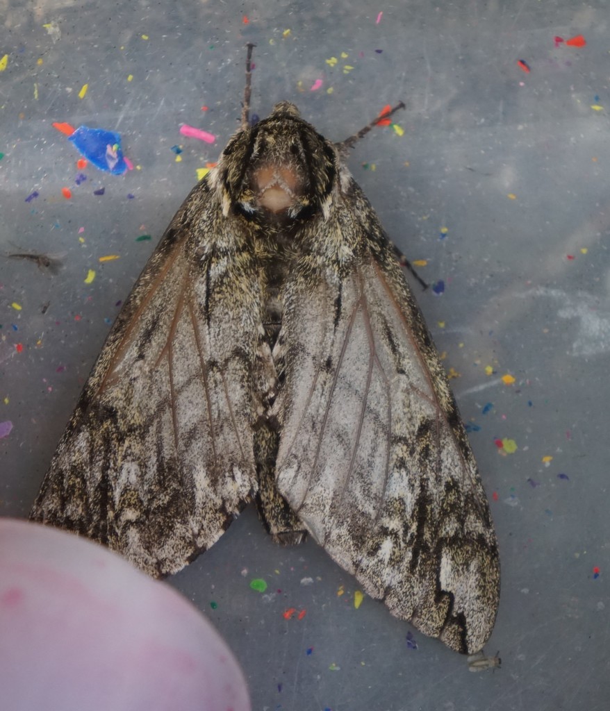 Waved Sphinx from Sussex County, NJ, USA on July 28, 2020 at 09:58 AM ...