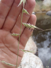 Bouteloua radicosa