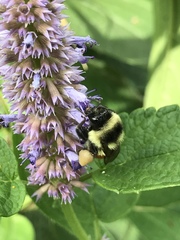 Bombus ternarius