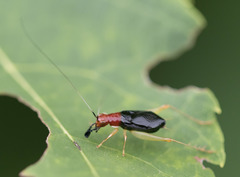 Phyllopalpus pulchellus