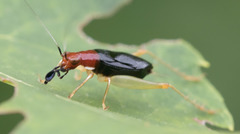 Phyllopalpus pulchellus