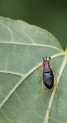 Phyllopalpus pulchellus