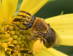 Melissodes trinodis
