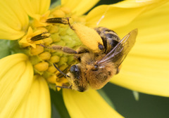 Melissodes trinodis