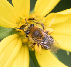 Melissodes trinodis