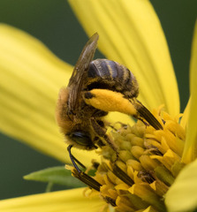 Melissodes trinodis