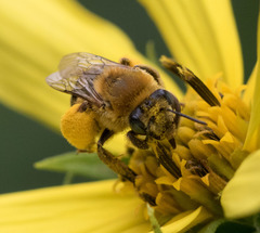 Melissodes trinodis