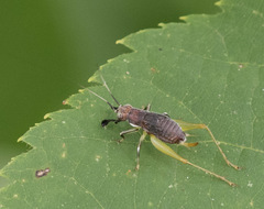 Phyllopalpus pulchellus