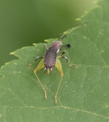 Phyllopalpus pulchellus