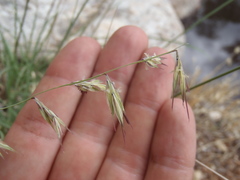 Bouteloua radicosa