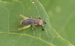 Phyllopalpus pulchellus