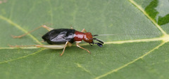 Phyllopalpus pulchellus