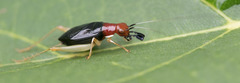 Phyllopalpus pulchellus