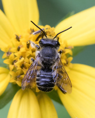 Megachile
