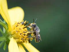 Megachile