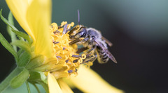 Megachile