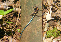 Emoia caeruleocauda