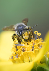 Megachile