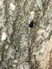 Haplandrus fulvipes