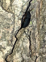 Haplandrus fulvipes