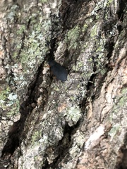 Haplandrus fulvipes