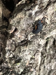 Haplandrus fulvipes