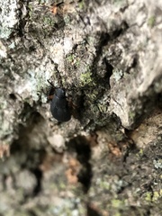 Haplandrus fulvipes
