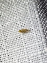 Erasmoneura variabilis