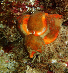Rhinolithodes wosnessenskii