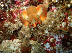 Rhinolithodes wosnessenskii