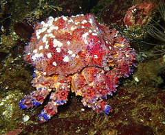 Echidnocerus cibarius